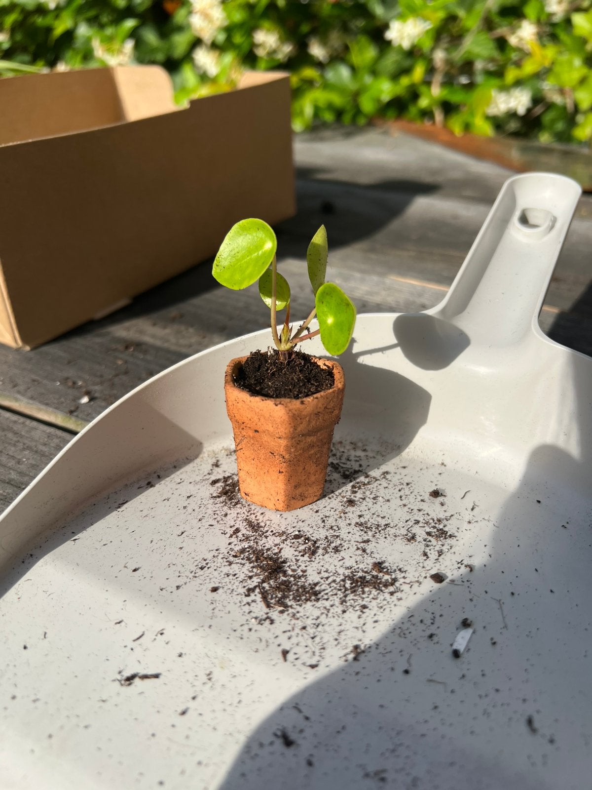 Mini pannenkoeken plantje, Ophalen, Halfschaduw, Minder dan 100 cm