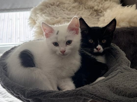 Kittens zoeken een fijn en liefdevol huisje (gevaccineerd), Meerdere dieren, Kortharig, 0 tot 2 jaar