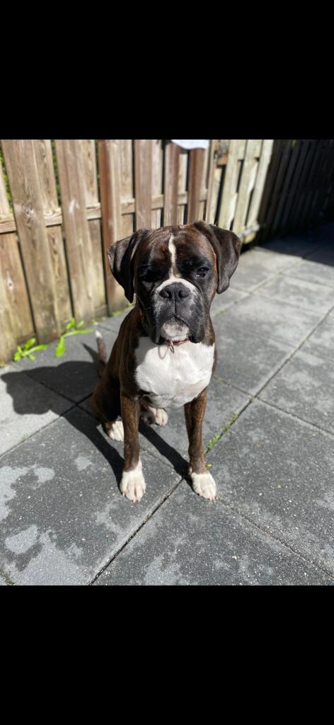 Super lieve boxer, 6 jaar of ouder, Parvo, Eén hond, Nederland