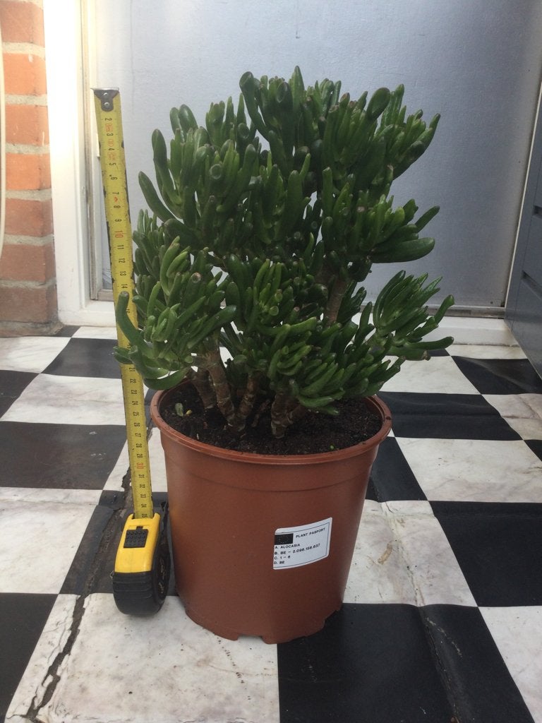 Crassula Hobbits, Ophalen, Halfschaduw, Minder dan 100 cm
