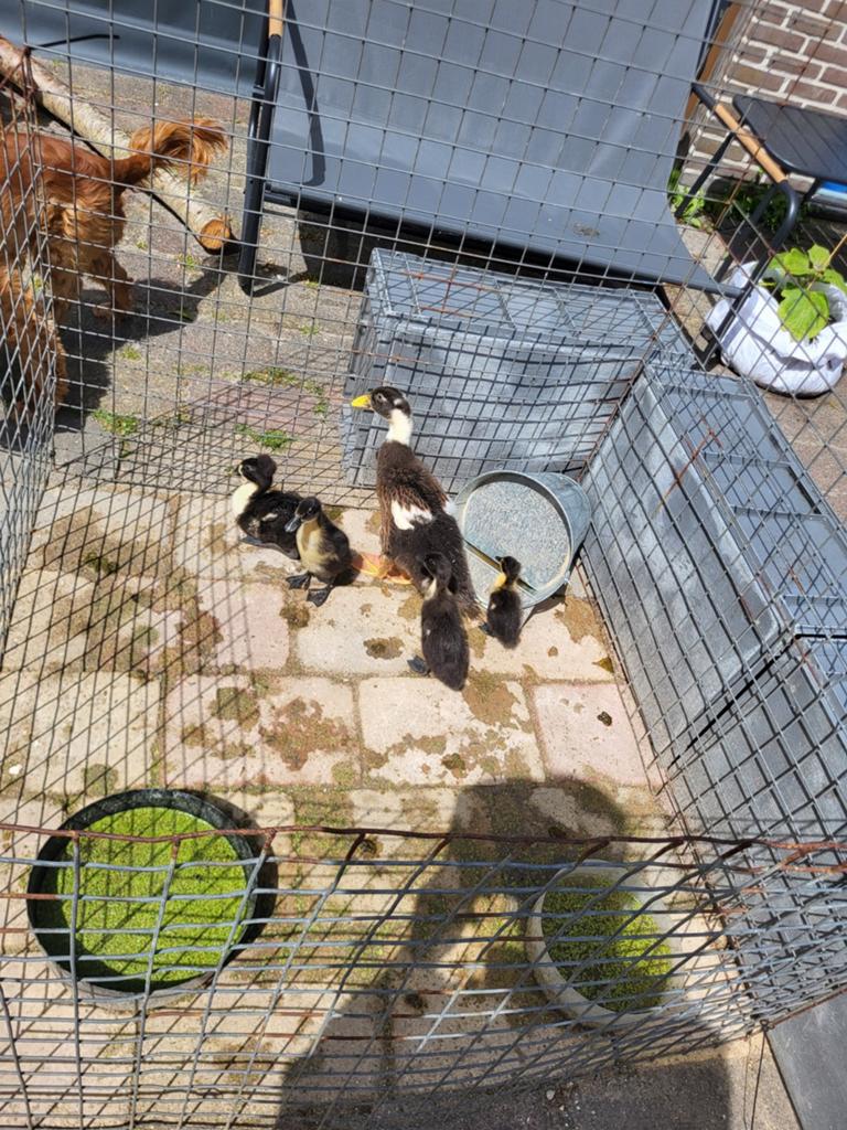 Jonge, Loop eenden  (gratis), Dieren en Toebehoren, Meerdere dieren, Eend