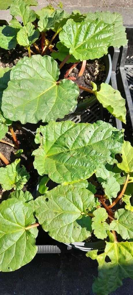 Rabarber plant - Vers en klaar om te planten, Tuin en Terras, Planten | Tuinplanten, Ophalen, Volle zon, Lente, Groenteplanten
