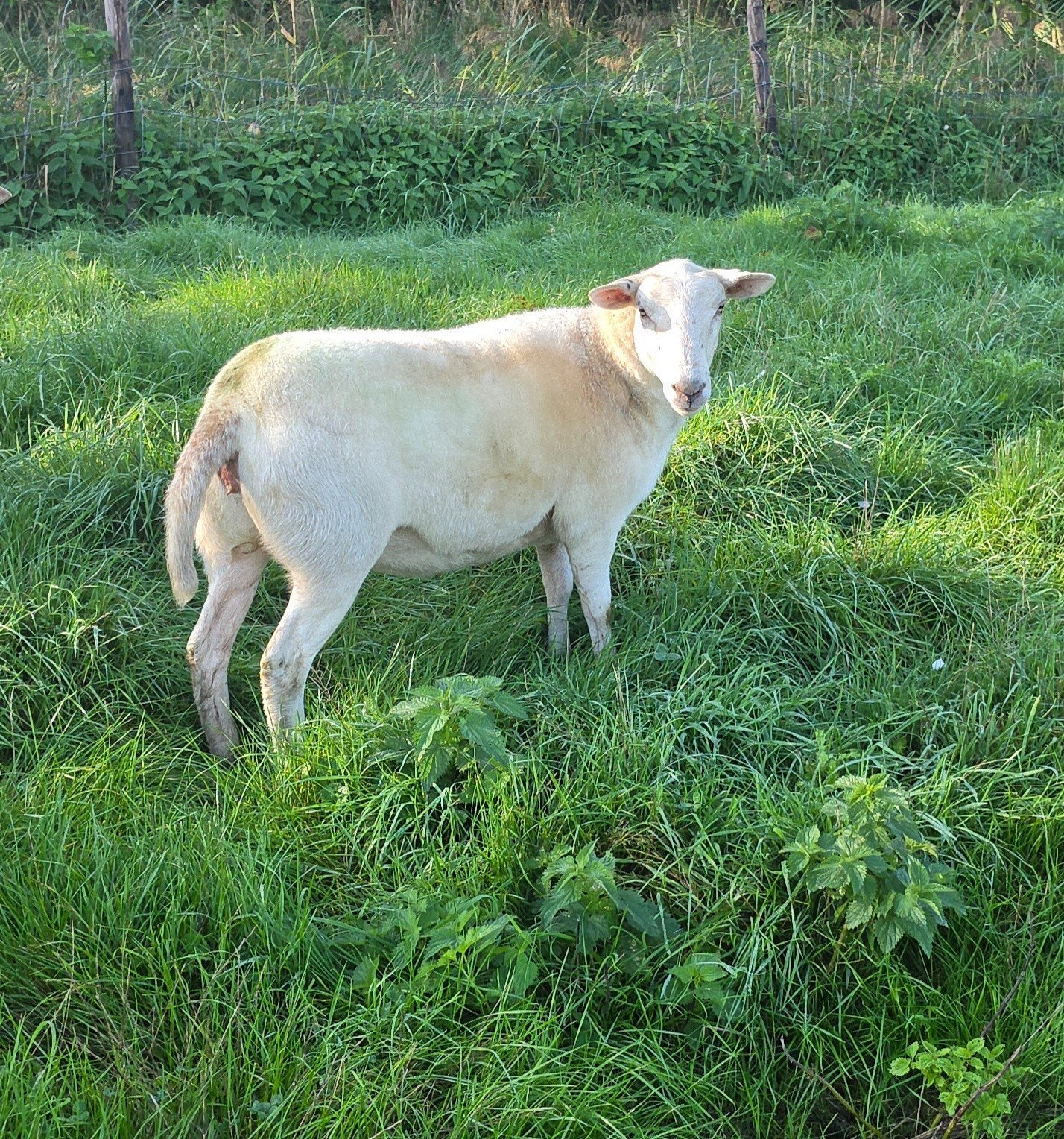 schaap ooi drachtig schapen Nolana ruischaap
