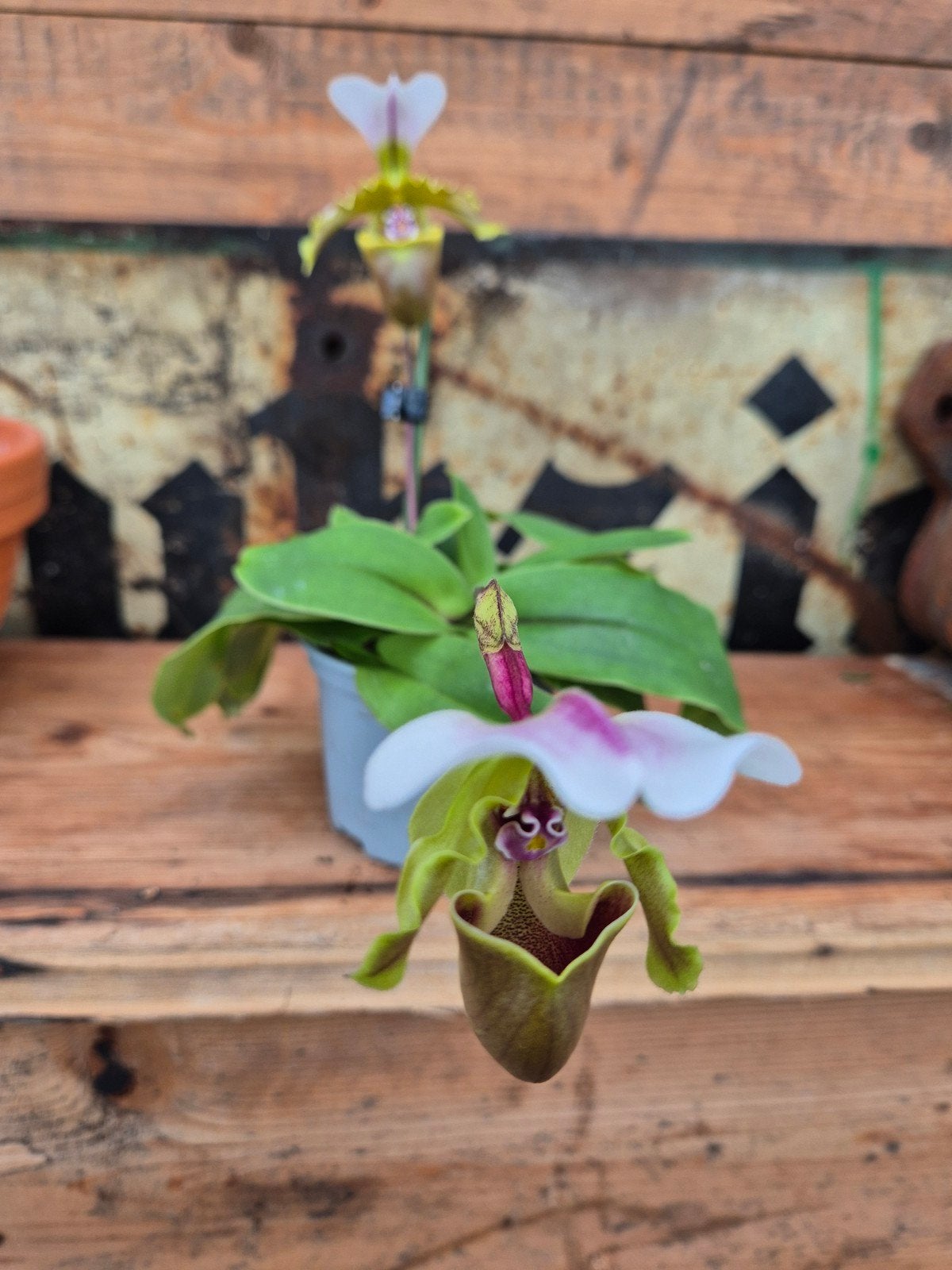 Orchidee Paphiopedilum Milano (3), Ophalen of Verzenden, Halfschaduw, Minder dan 100 cm