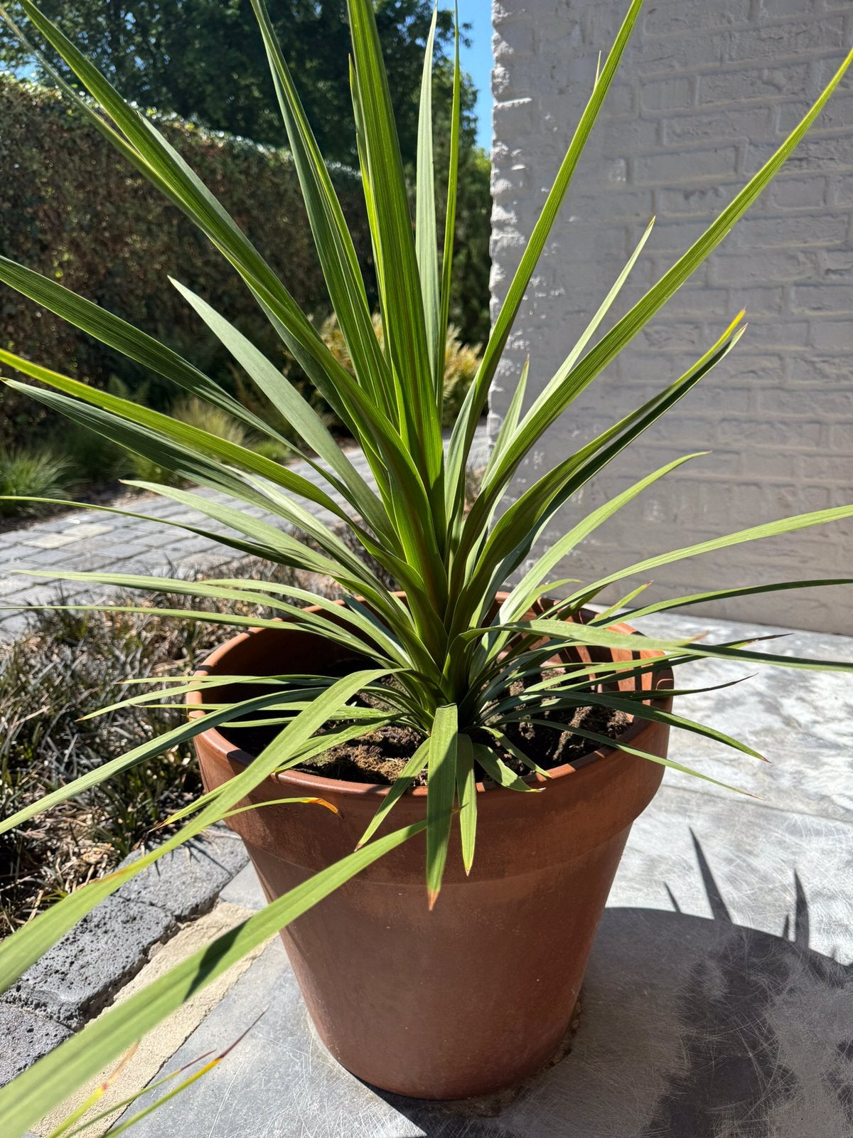 Grote CORDYLINE PLANT - KOOLPALM in grote terracotta pot, Ophalen, Rond, Tuin