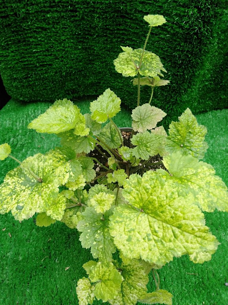 Kindje-op-moeders-schoot. Makkelijke kamerplant., Huis en Inrichting, Kamerplanten, Ophalen, Halfschaduw, Minder dan 100 cm