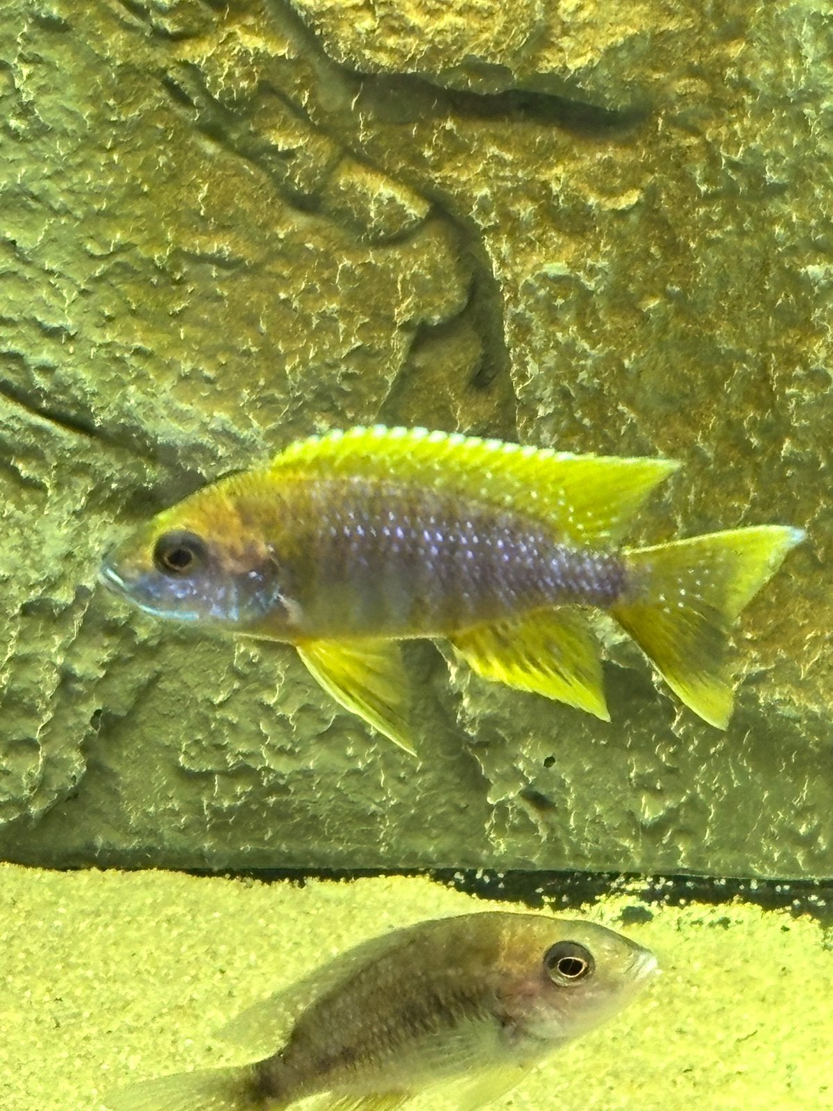 Aulonocara Mamelela, Vis