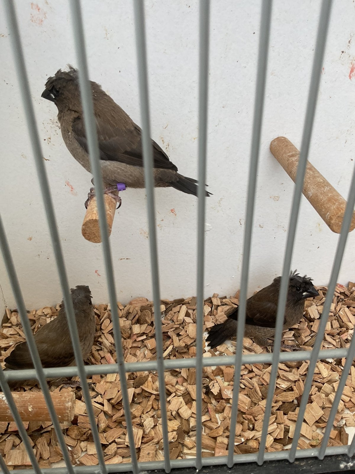 Japanse meeuwen met kuif, Dieren en Toebehoren, Vogels | Overige Vogels, Meerdere dieren