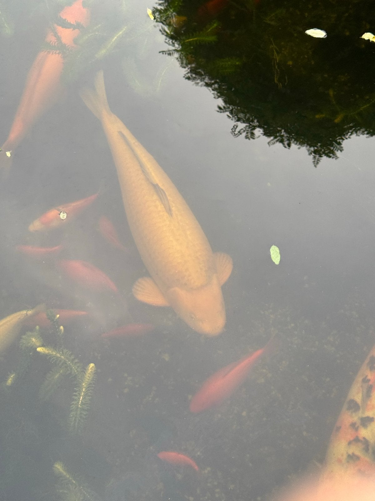 Mooie grote koikarpers, Dieren en Toebehoren, Karper of Koi