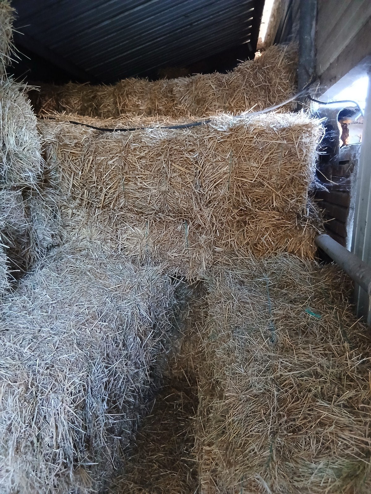 Tarwestro - Kleine balen stro, Dieren en Toebehoren, Dierenvoeding, Ophalen of Verzenden