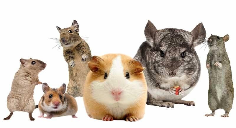 Knaagdierenopvang D&S gratis plek voor uw knaagdier, Januari, Meerdere dieren