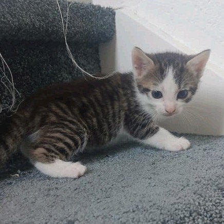 Lieve kittens  8  weken. Direct op te halen, Poes, Kortharig