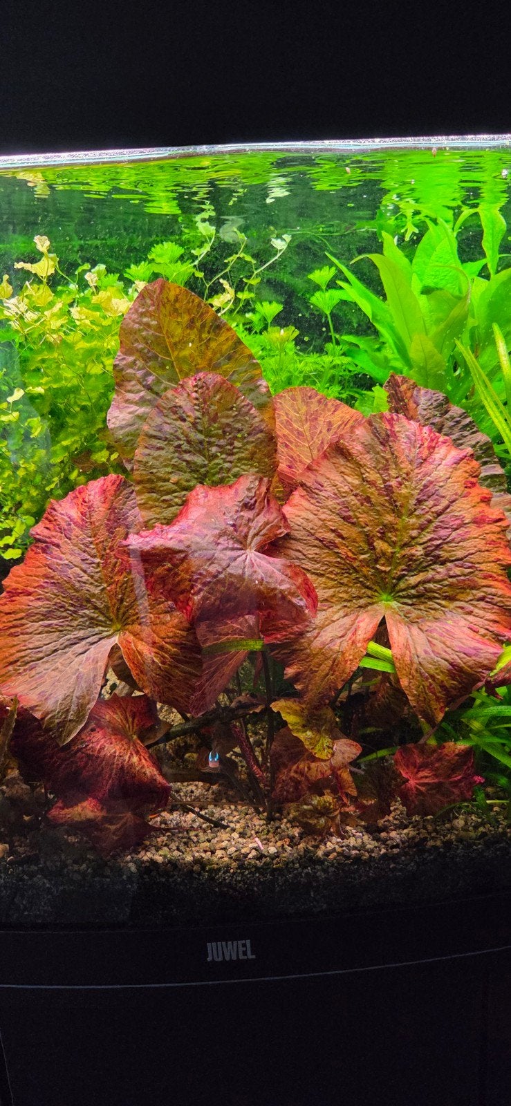 Aquariumplanten rode tijgerlotus, Ophalen of Verzenden, Nieuw, Plant(en), Steen of Hout