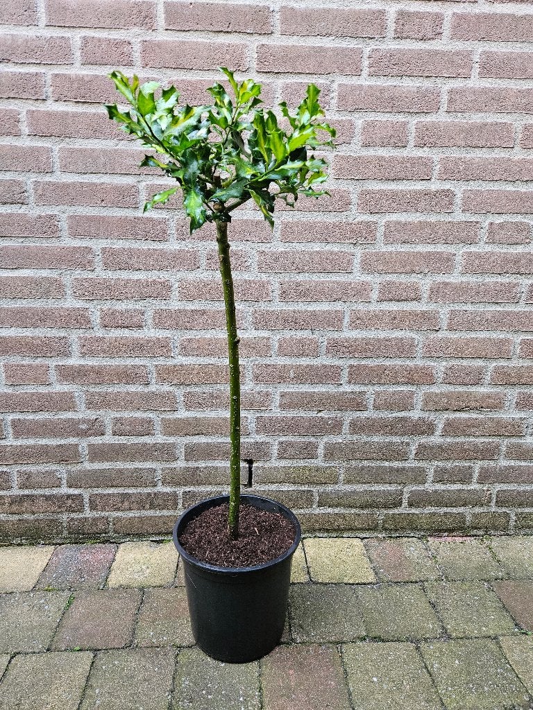 Ilex aquifolium 'Iza' - Hulst op stam, Tuin en Terras, Ophalen, Overige soorten, Halfschaduw