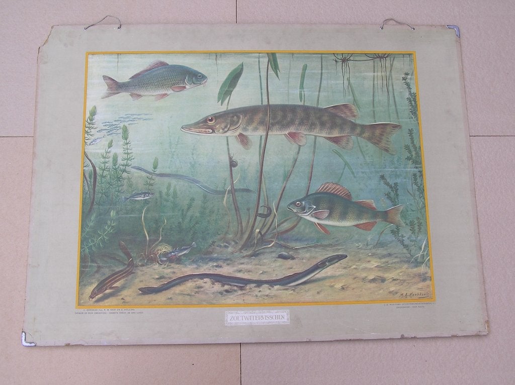 Schoolplaat Zoetwatervisschen / Bij de ruïne, Ophalen, Natuur en Biologie