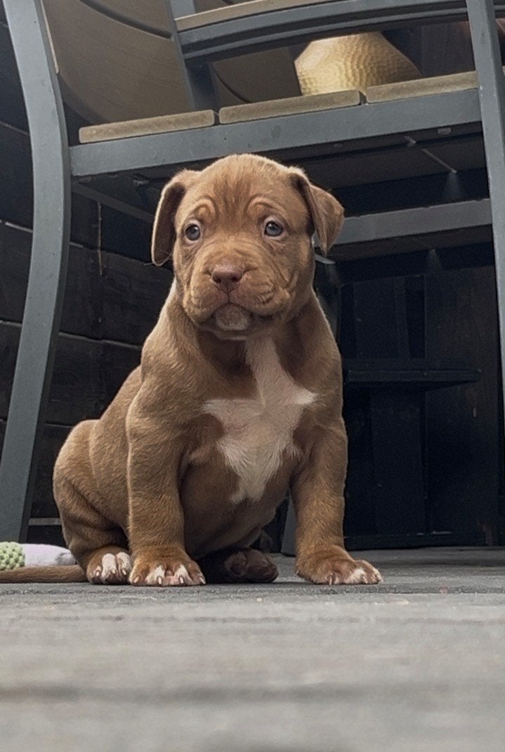 Bully xl pups tri color, Dieren en Toebehoren, Honden | Bulldogs, Pinschers en Molossers, Parvo, Overige rassen, 8 tot 15 weken