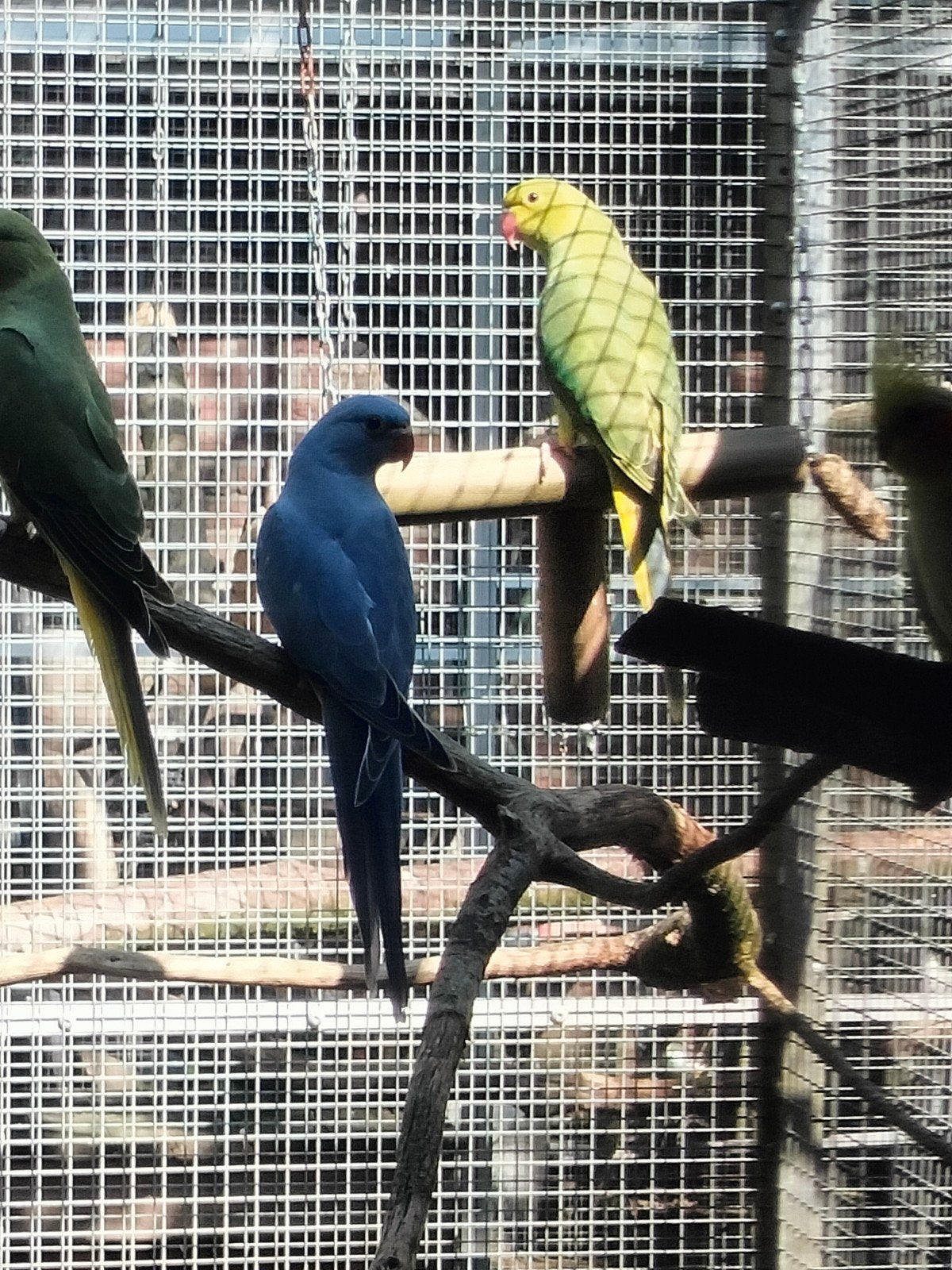 Jonge halsbandparkieten te koop, Dieren en Toebehoren, Meerdere dieren, Parkiet, Geringd