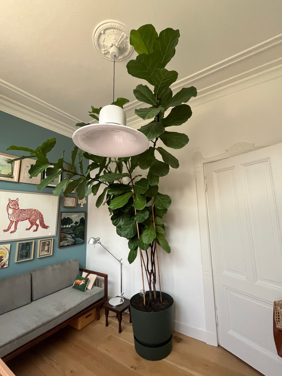 Gezonde Tabaksplant (Ficus Lyrata) - ruim 3 meter hoog, Ophalen, Ficus, 200 cm of meer, Halfschaduw