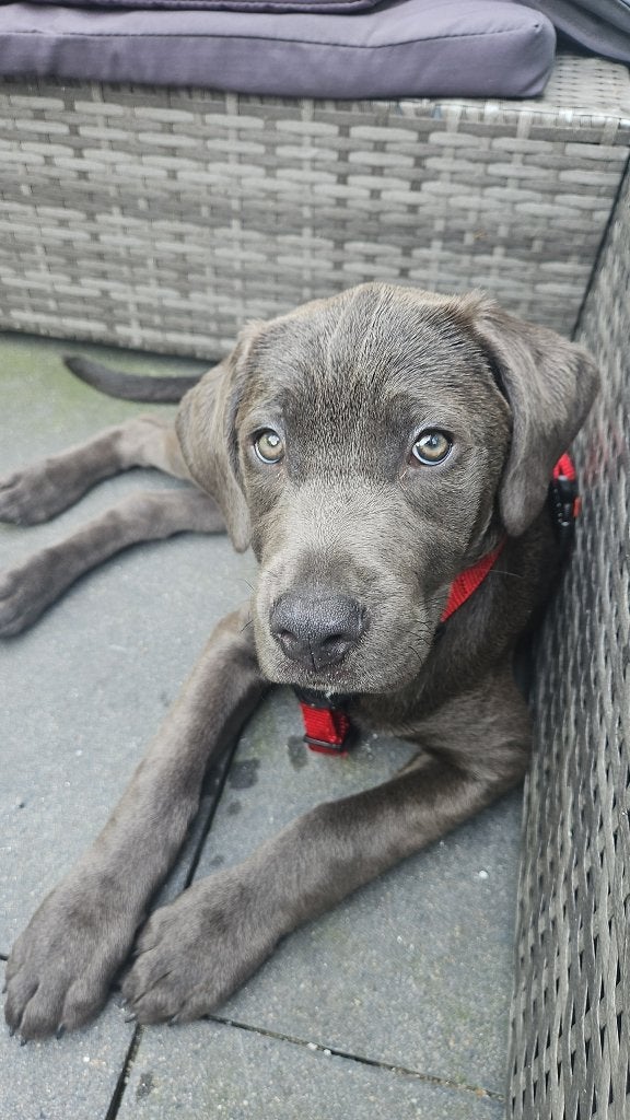 Cane corso pup, HCC (leverziekte), 15 weken tot 1 jaar, Overige rassen, Teef