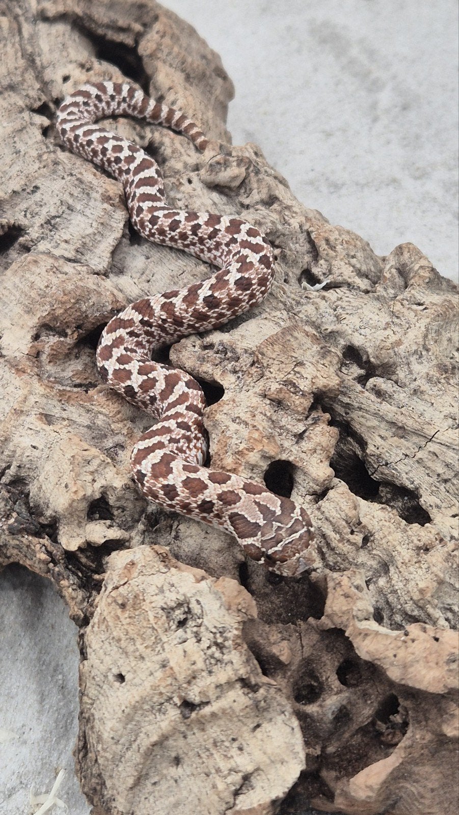 haakneusslang ExRed het albino Hognose Snake photo 3
