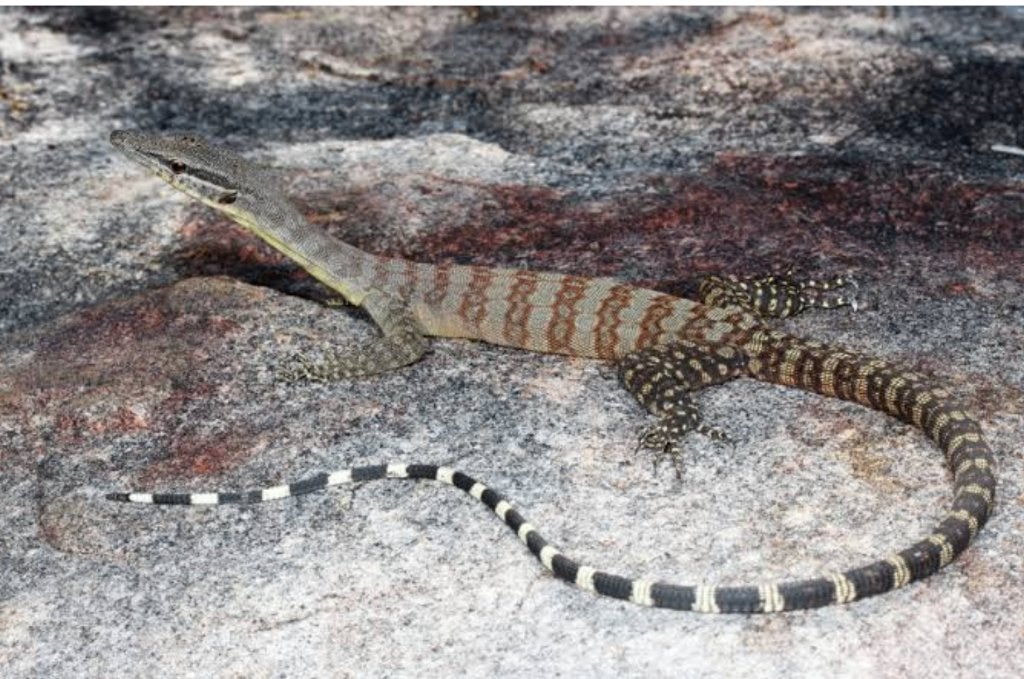 Varanus glauerti Varan des rochers de Kimberley, Hagedis, 0 tot 2 jaar
