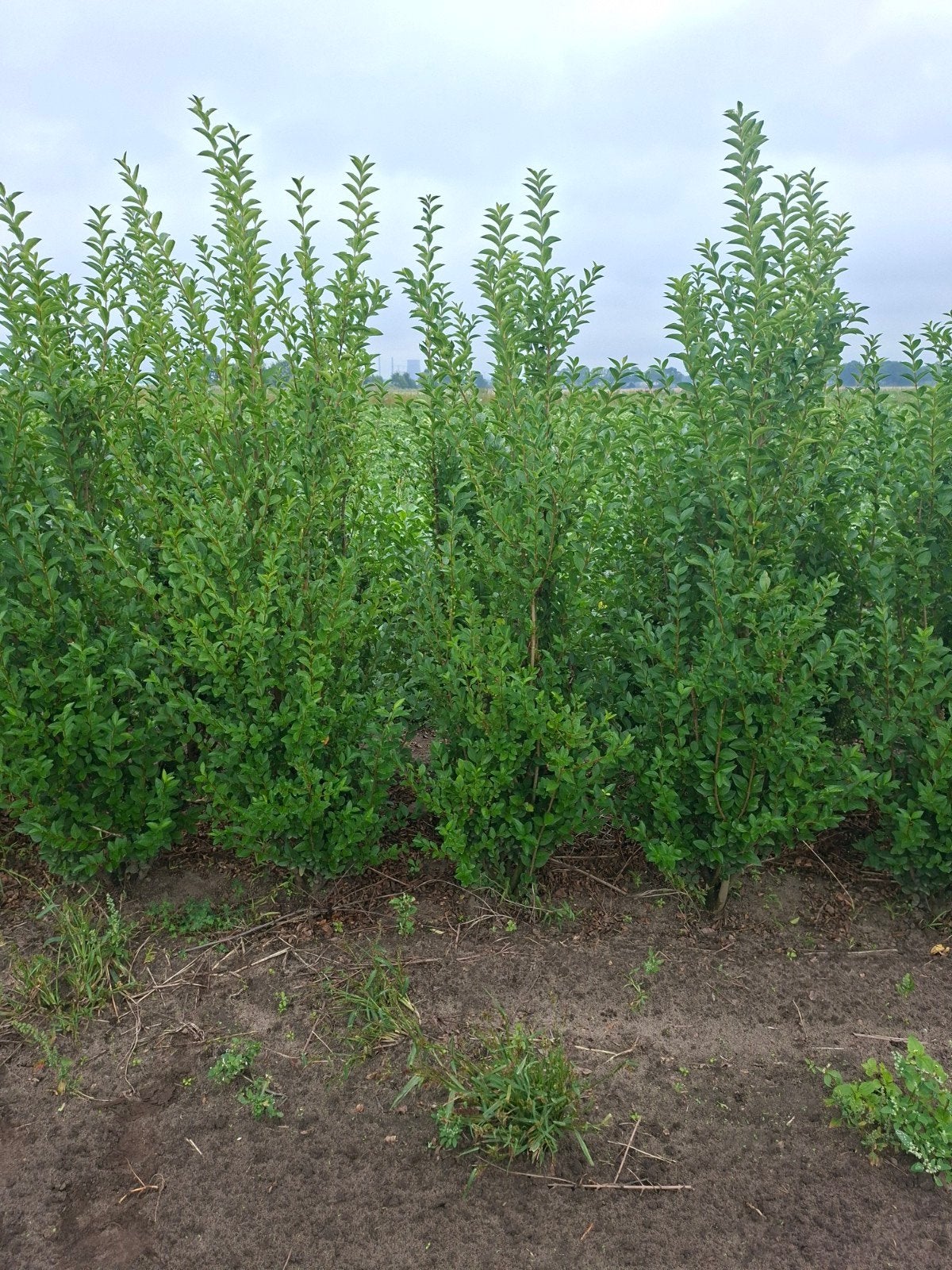 liguster, ligustrum ovalifolium. tot 200 cm, Ophalen of Verzenden, Liguster, 100 tot 250 cm