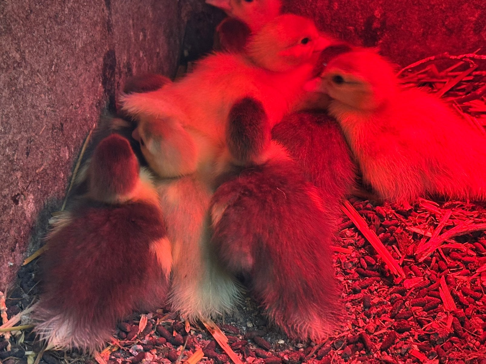 Eenden en kippen tekoop, Meerdere dieren