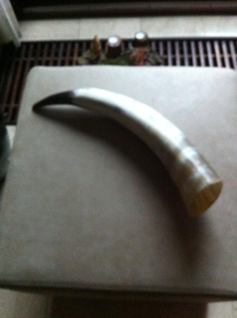 Decoratie Stier hoorn lengte 46 cm, Ophalen of Verzenden, Wild dier, Beeldje of Figuurtje