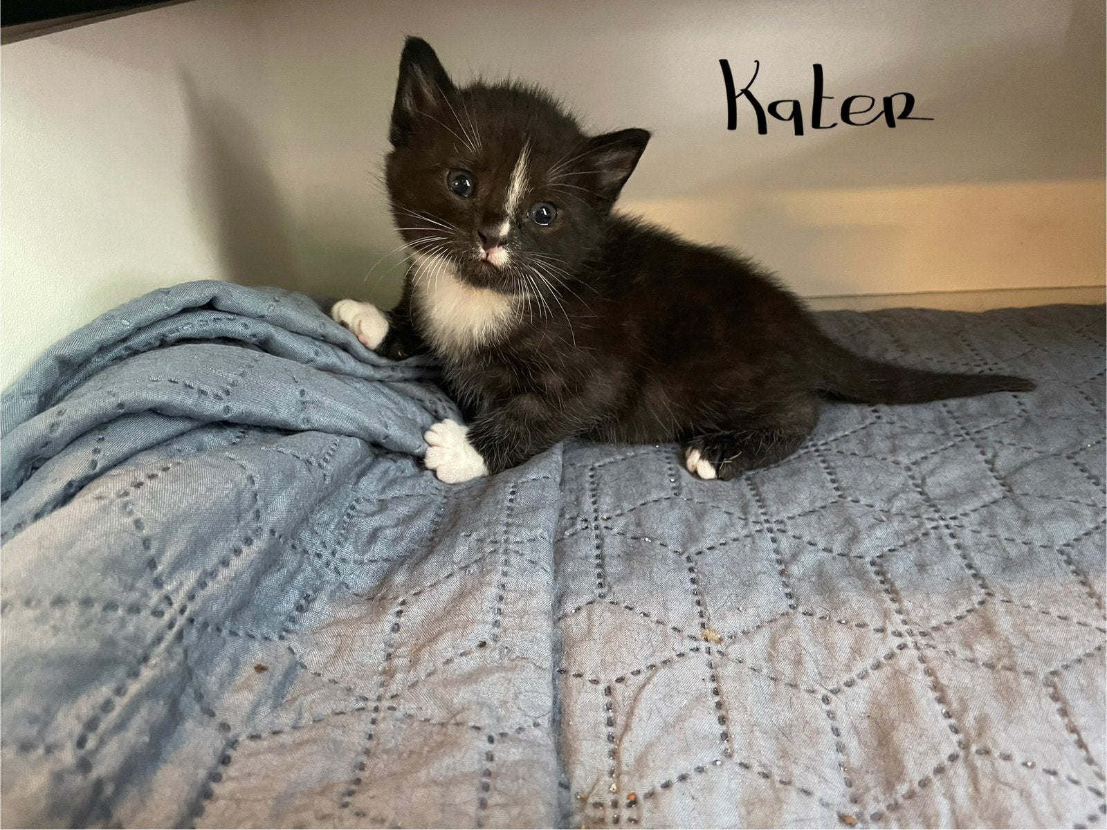 Kittens nieuwe foto’s!!! Check de beschrijving voor geslacht, Meerdere dieren