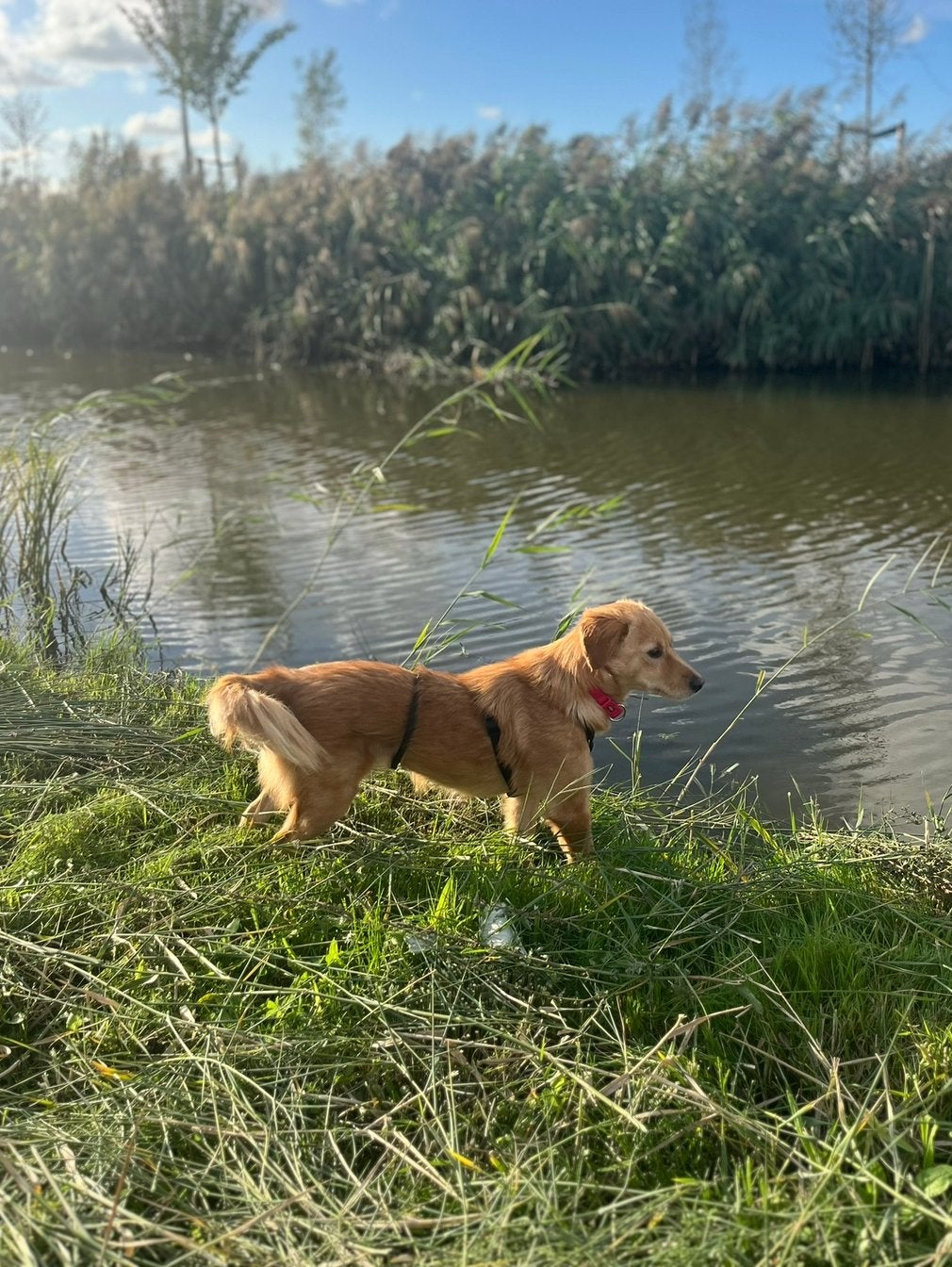 Goldy, Particulier, 1 tot 2 jaar, Buitenland, Teef