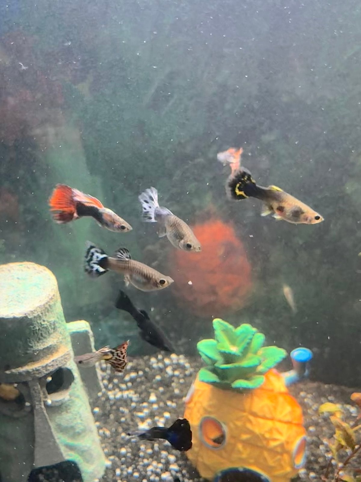 Guppies, Dieren en Toebehoren, Vissen | Aquariumvissen, Vis