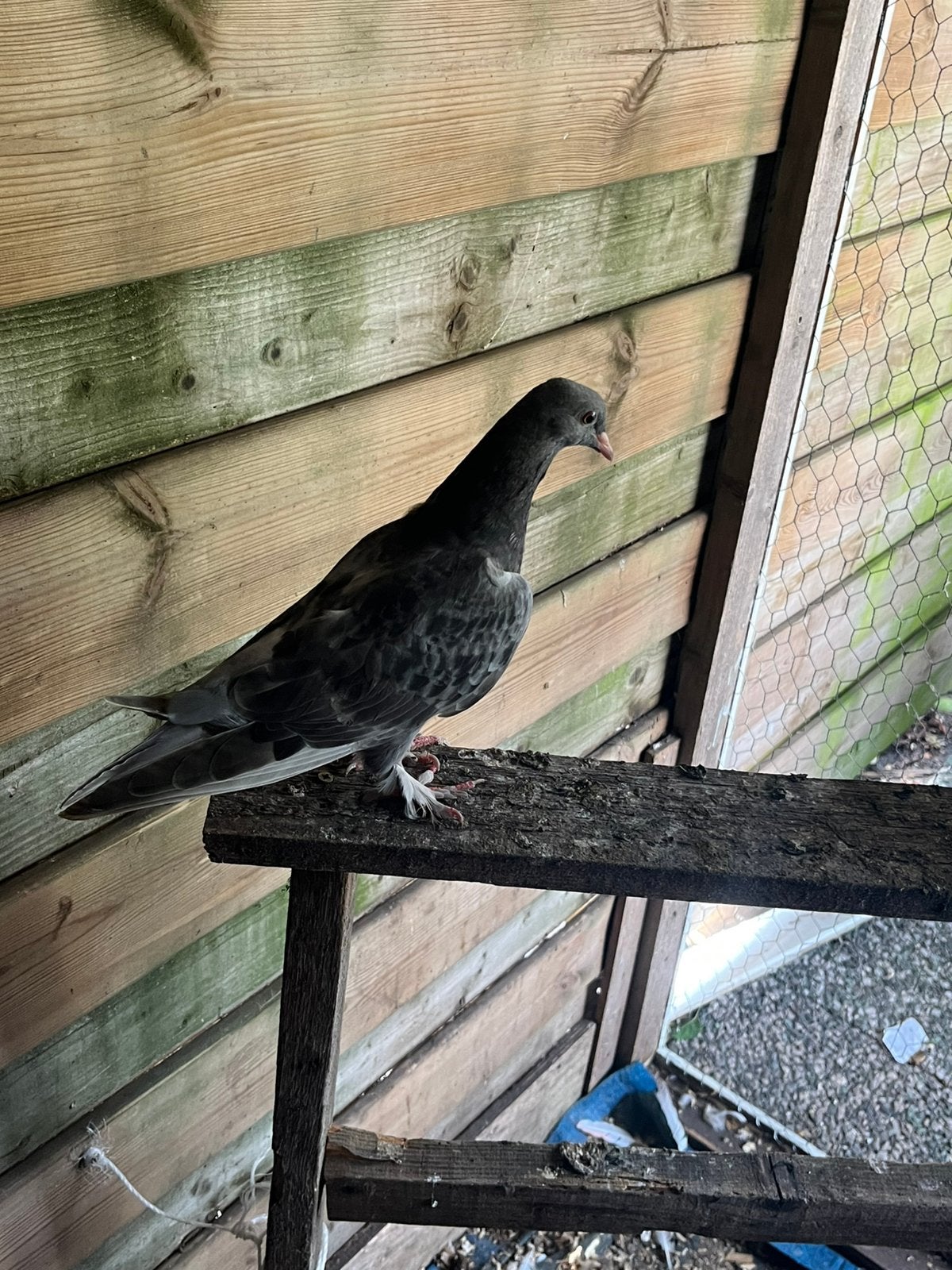 Takla duif, Dieren en Toebehoren, Mannelijk