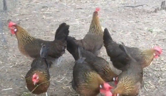 te koop 3 leghorn patrijskleur hennen, Vrouwelijk, Kip