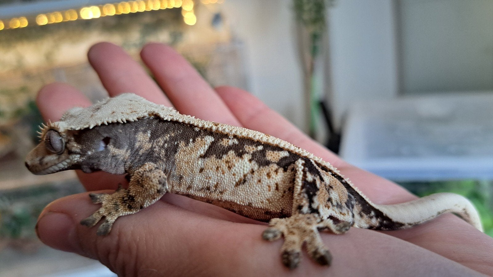 Wimpergekko Extr. hq tricolor, man., Dieren en Toebehoren, Reptielen en Amfibieën, Hagedis, 0 tot 2 jaar