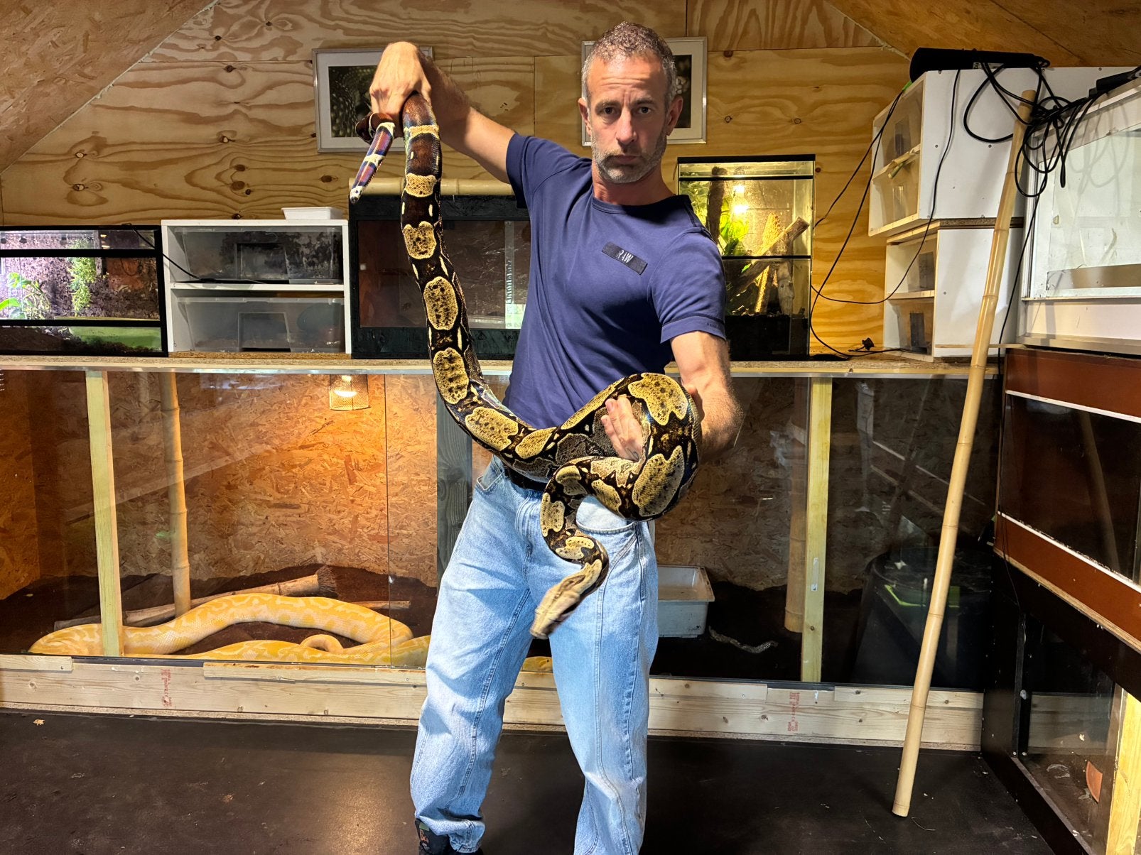 Boa constrictor Roodstaartboa Boa Constrictor photo 8