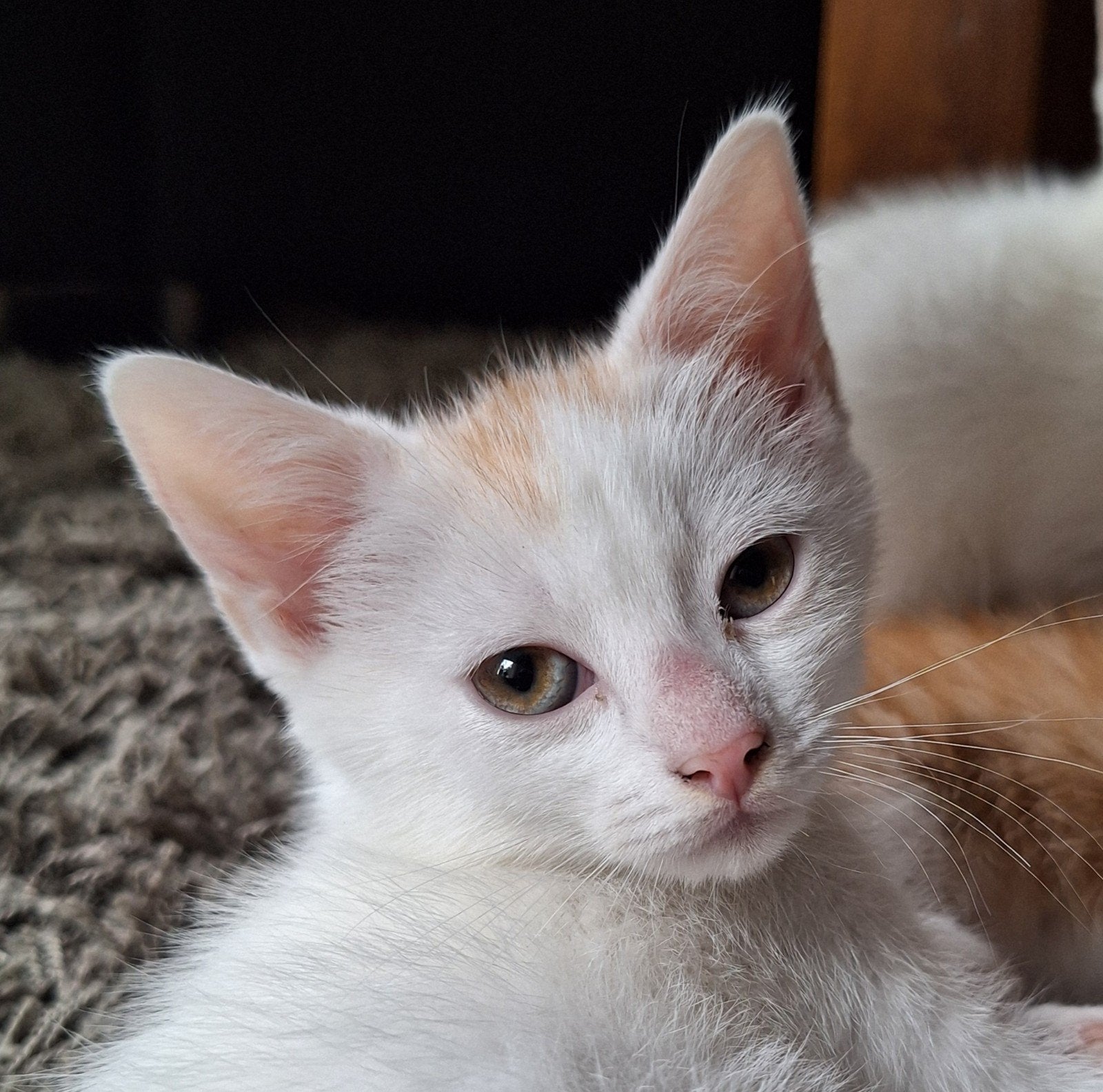 2  kittens zoeken een ander huisje, Meerdere dieren