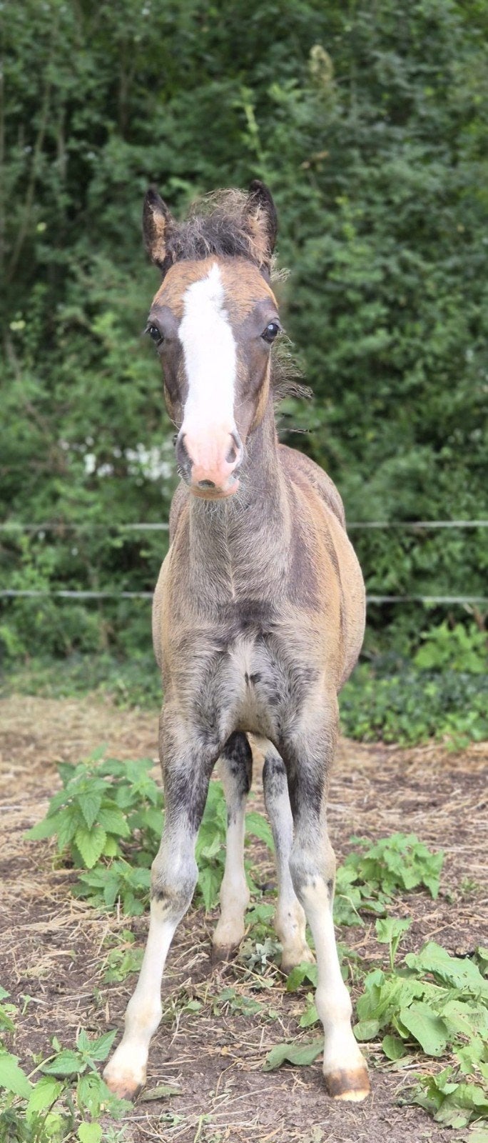 Prachtige smokey black A welsh merrie veulen!, Dieren en Toebehoren, Pony's, Niet van toepassing, 0 tot 2 jaar, A pony (tot 1.17m)