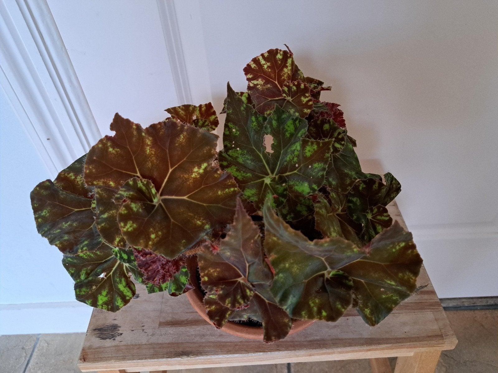 mooie begonia, Ophalen, Zo goed als nieuw