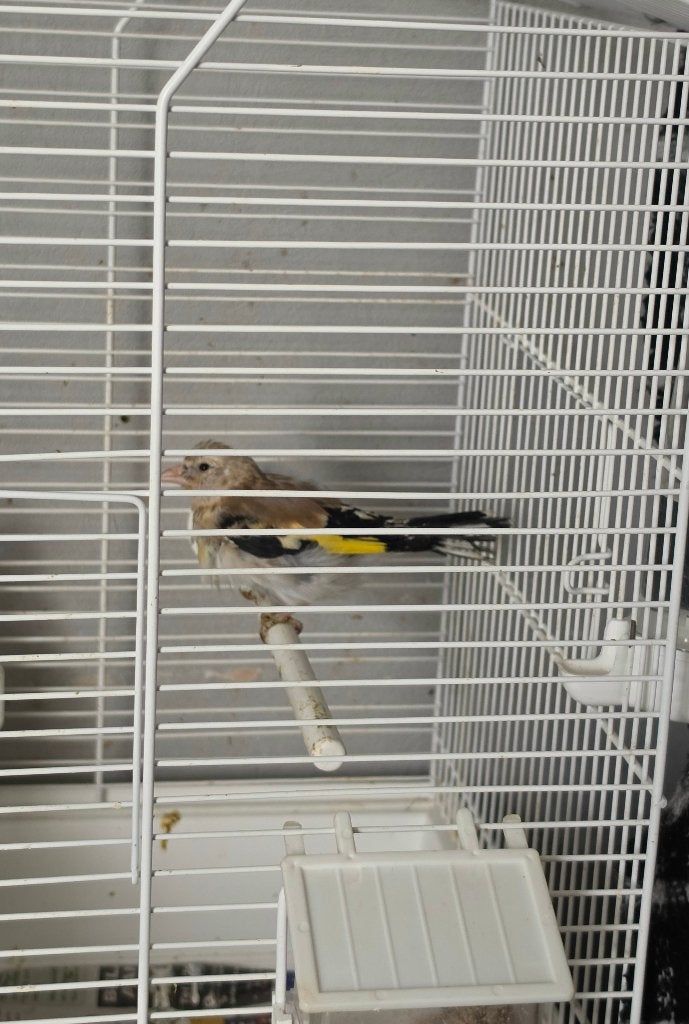 Putter vogel overige, Dieren en Toebehoren, Geslacht onbekend, Wildzangvogel, Geringd