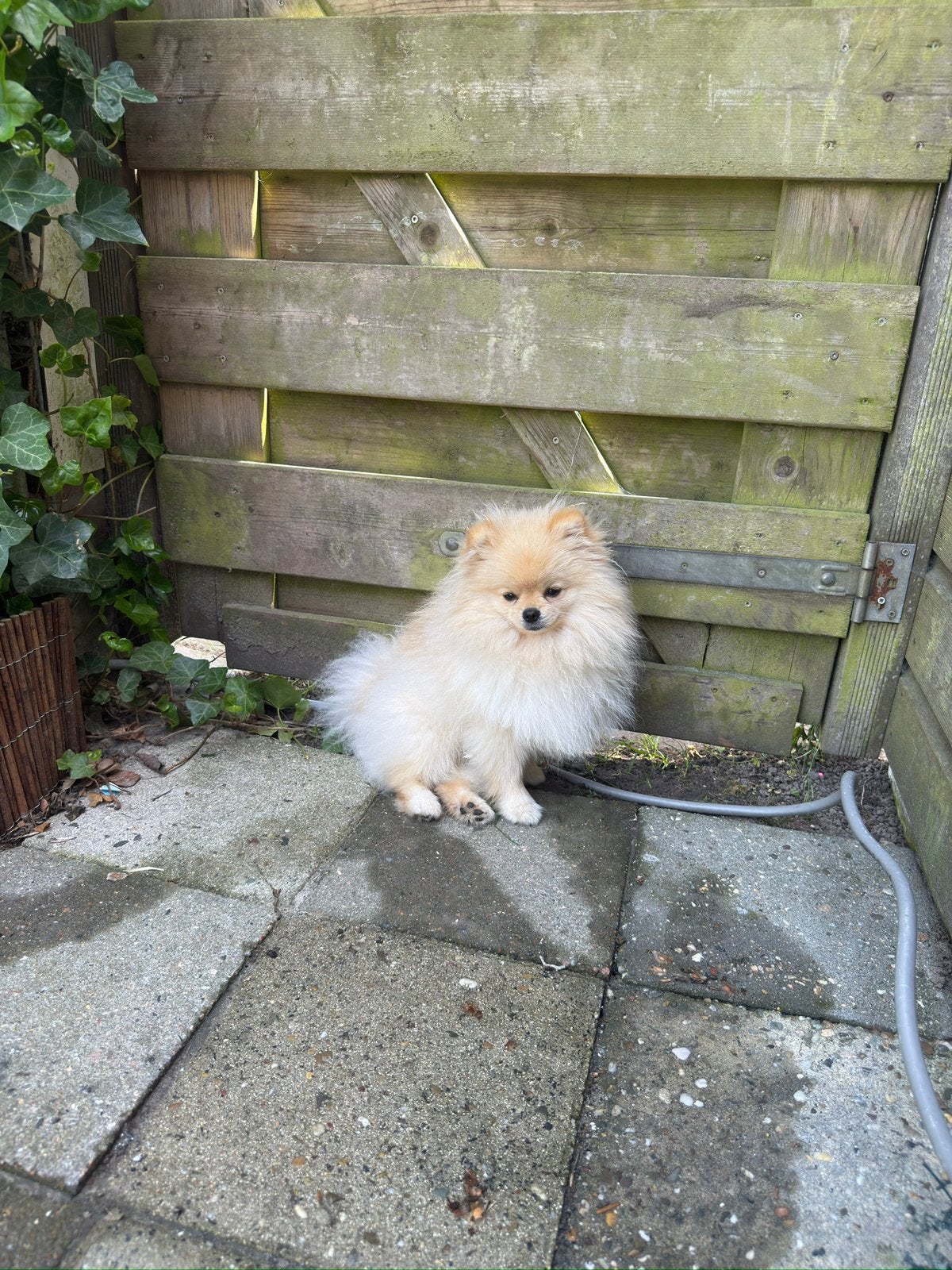 Pomeriaan, Particulier, Keeshond, 15 weken tot 1 jaar, Reu