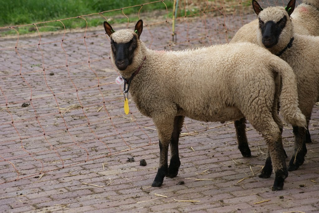 Clun Forest ramlammeren, Dieren en Toebehoren, Mannelijk, Schaap, 0 tot 2 jaar