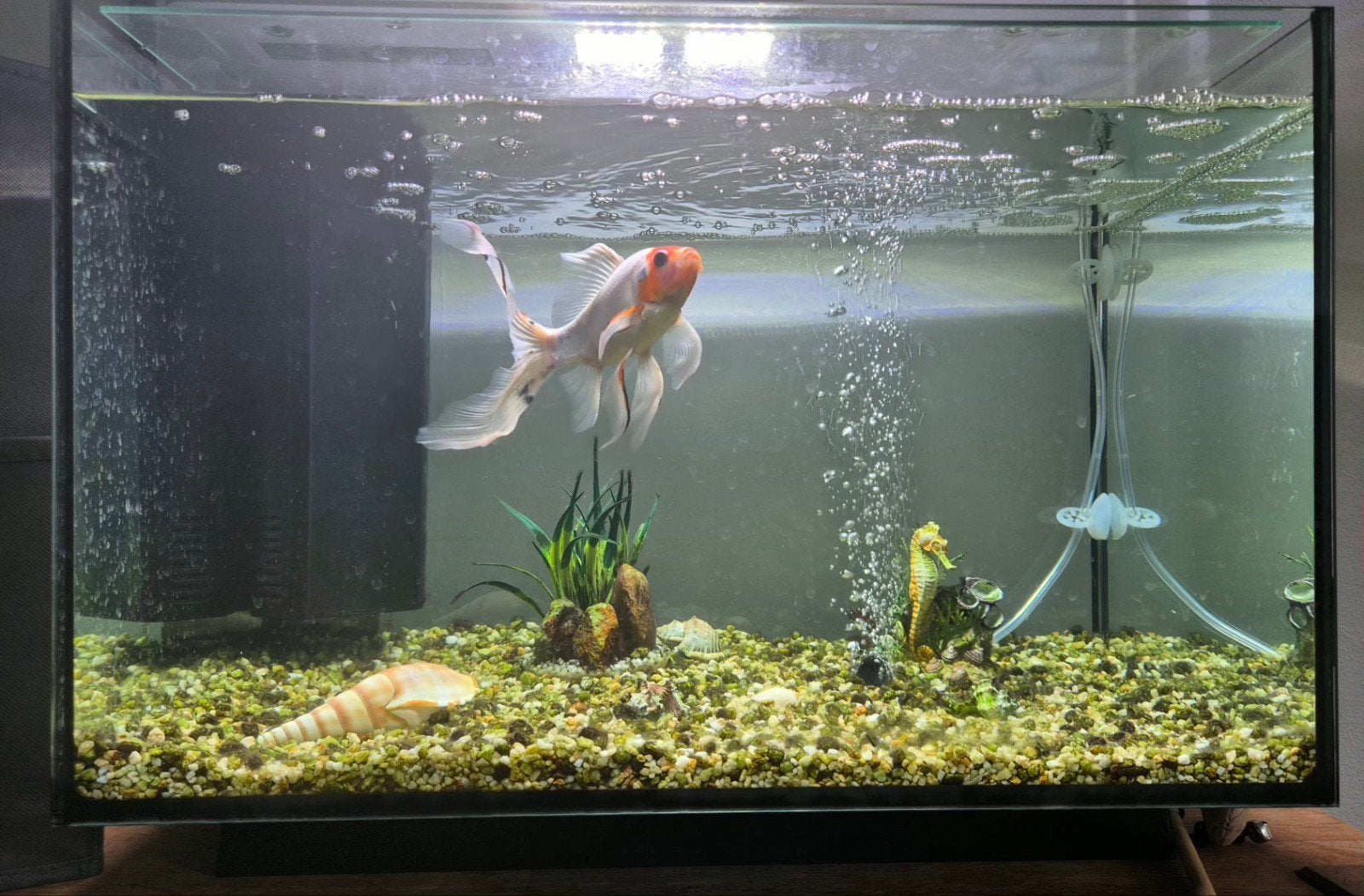 Gratis af te halen: Fantail goudvis., Vis