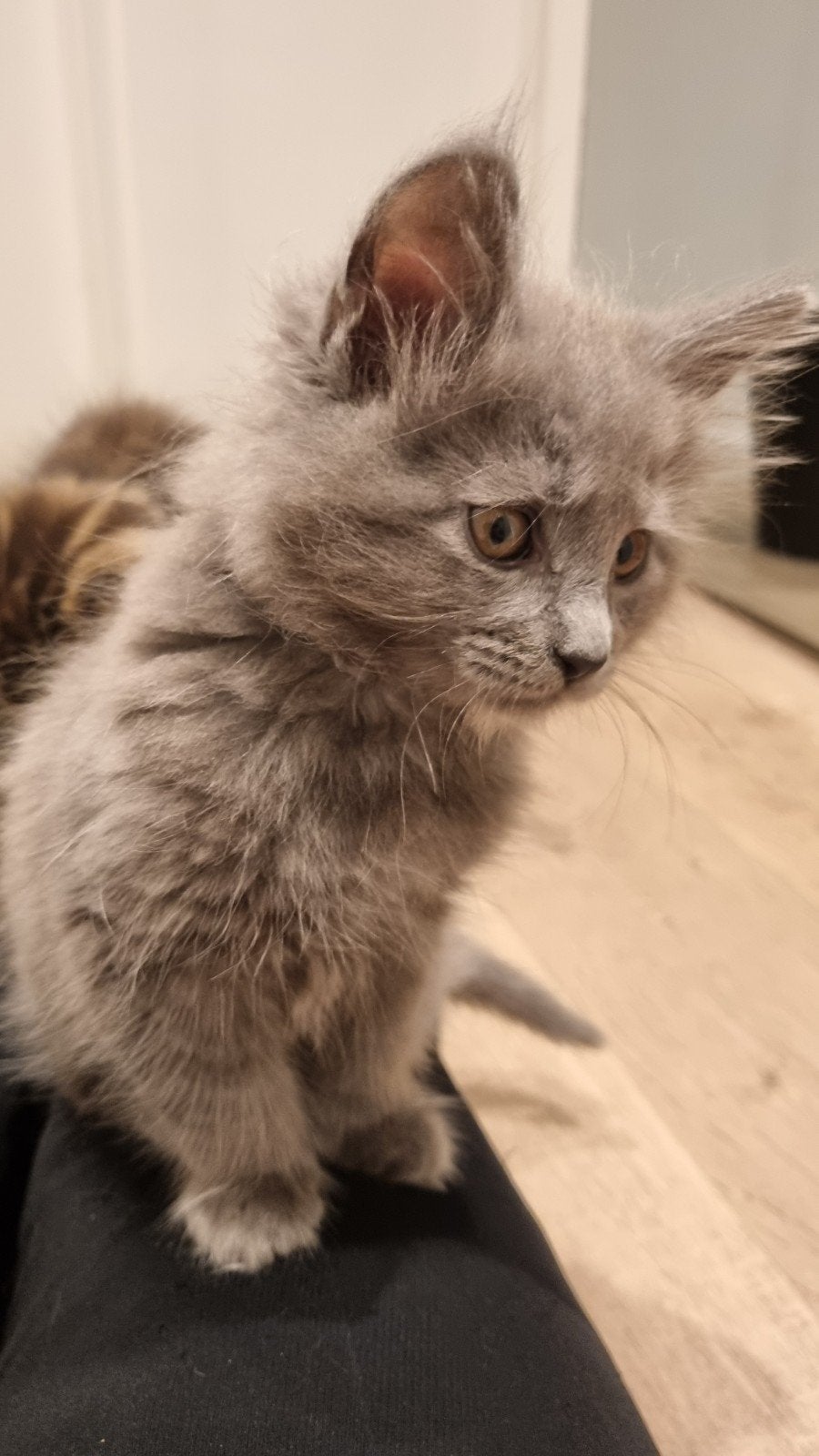 Main coon kittens, Meerdere dieren, Ontwormd