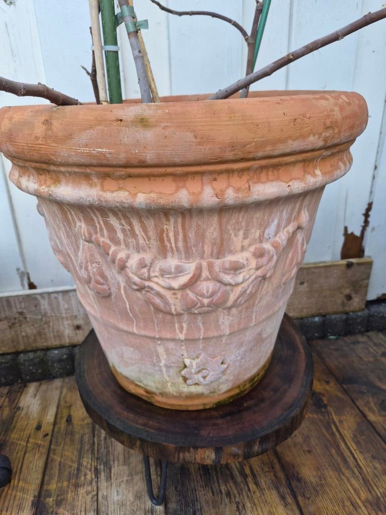 Terracotta pot met eetbaar vijgenboompje (40x40 cm), Gebruikt, Minder dan 60 cm, Vierkant, Ophalen of Verzenden