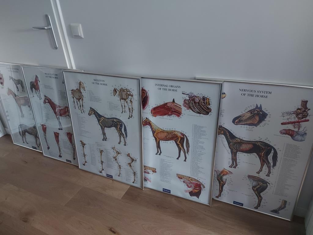 Paarden anatomie posters, Ophalen, Overige soorten