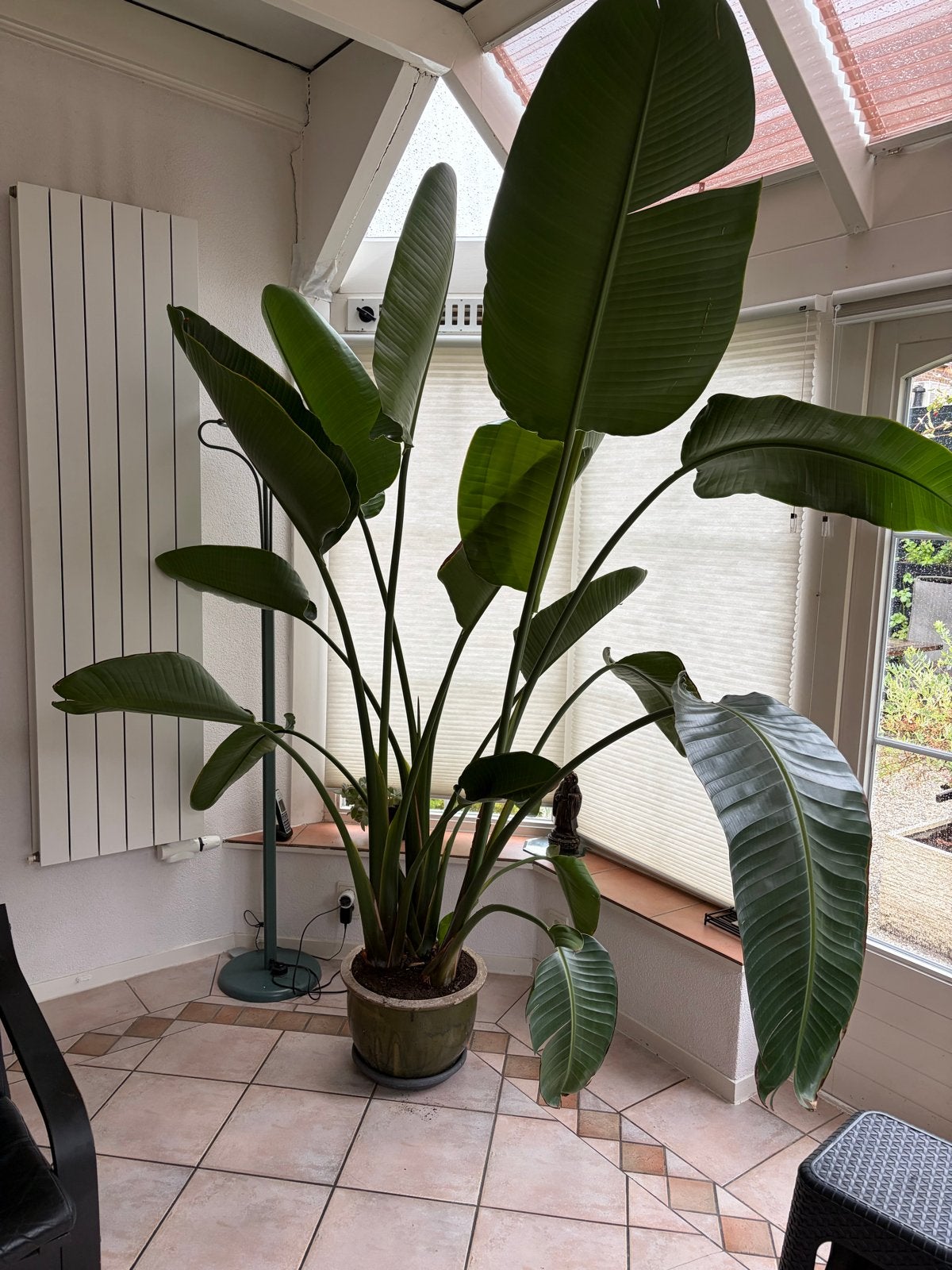 Grote Strelitzia Nicolai - Paradijsvogelplant, Ophalen, 200 cm of meer, Overige soorten, Halfschaduw