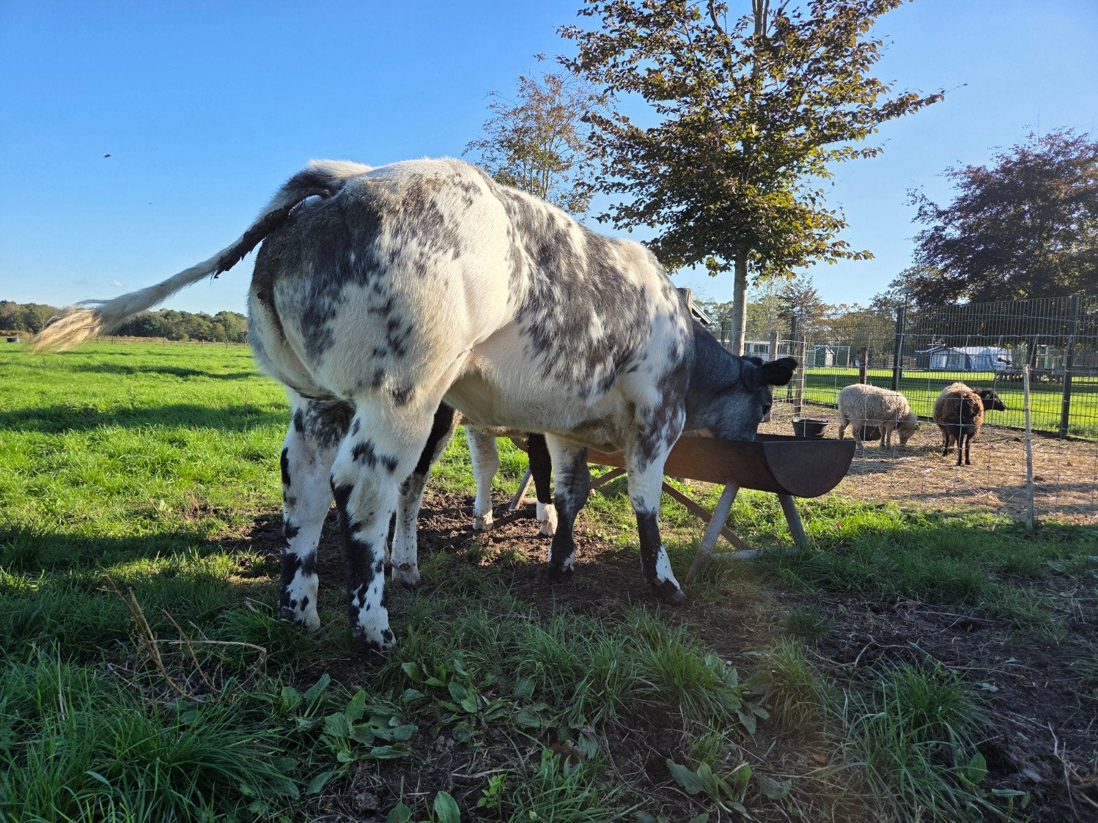 Luxe BWB vaarzen, Dieren en Toebehoren, Vrouwelijk, 0 tot 2 jaar