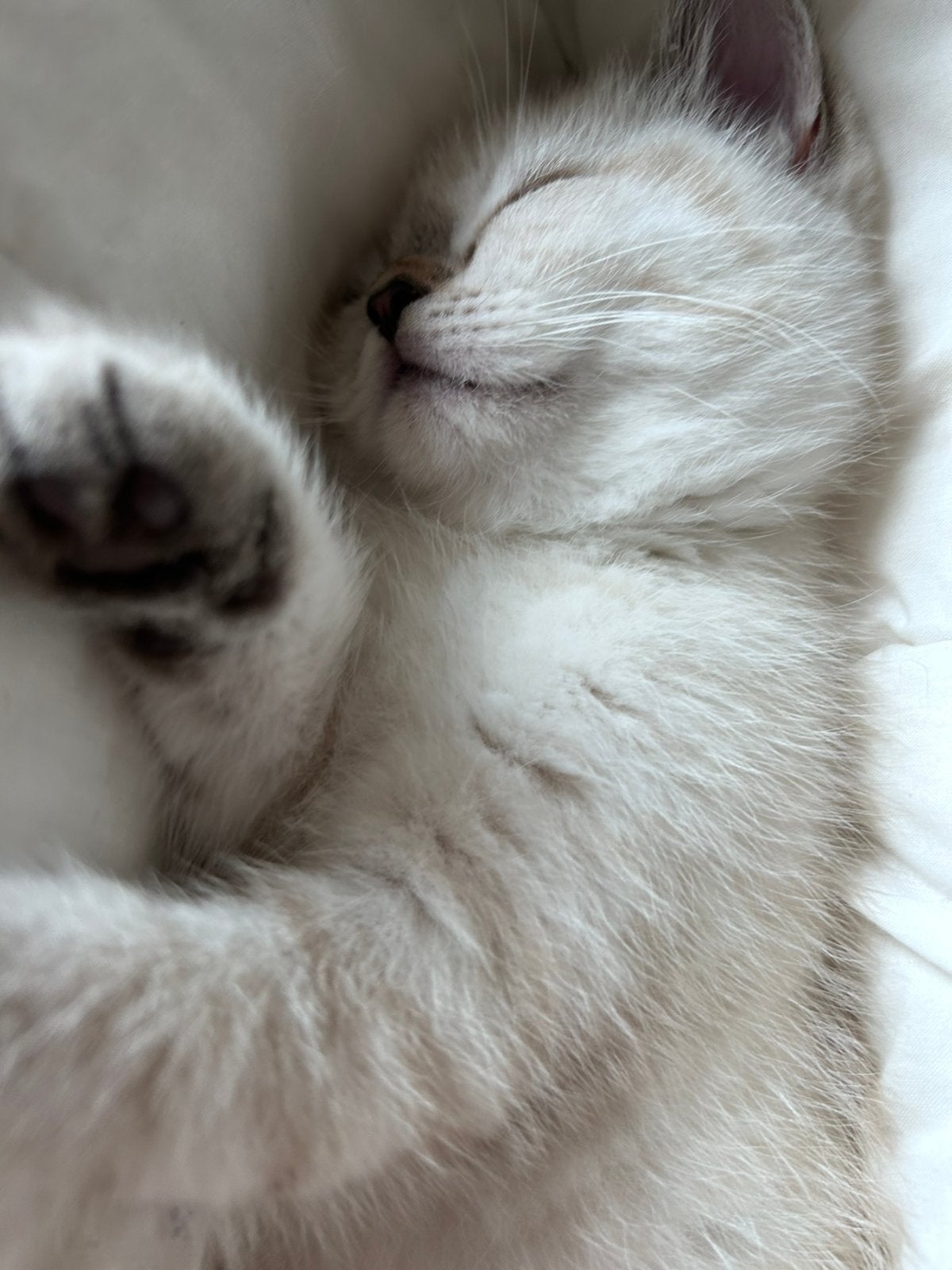 100% Britse Korthaar kittens, Meerdere dieren, Kortharig, 0 tot 2 jaar