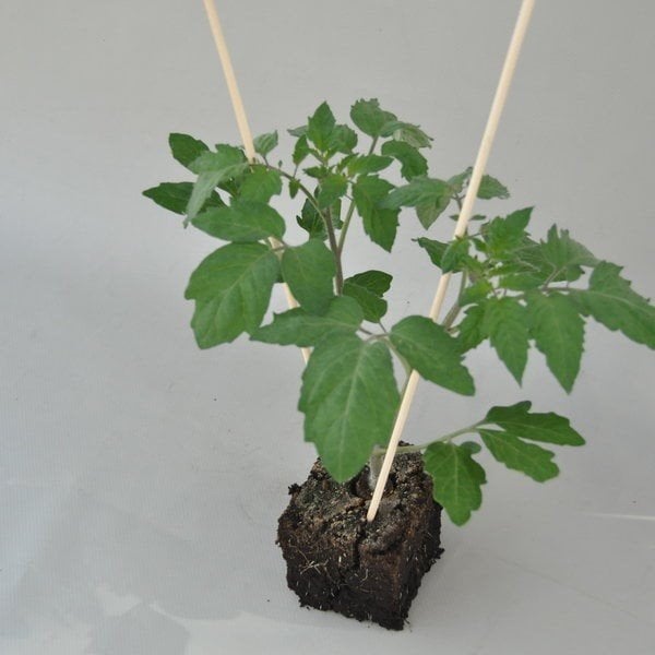 Tomatenplantje - Cherrytomaat, Tuin en Terras, Planten | Tuinplanten, Ophalen of Verzenden, Eenjarig, Groenteplanten, Volle zon