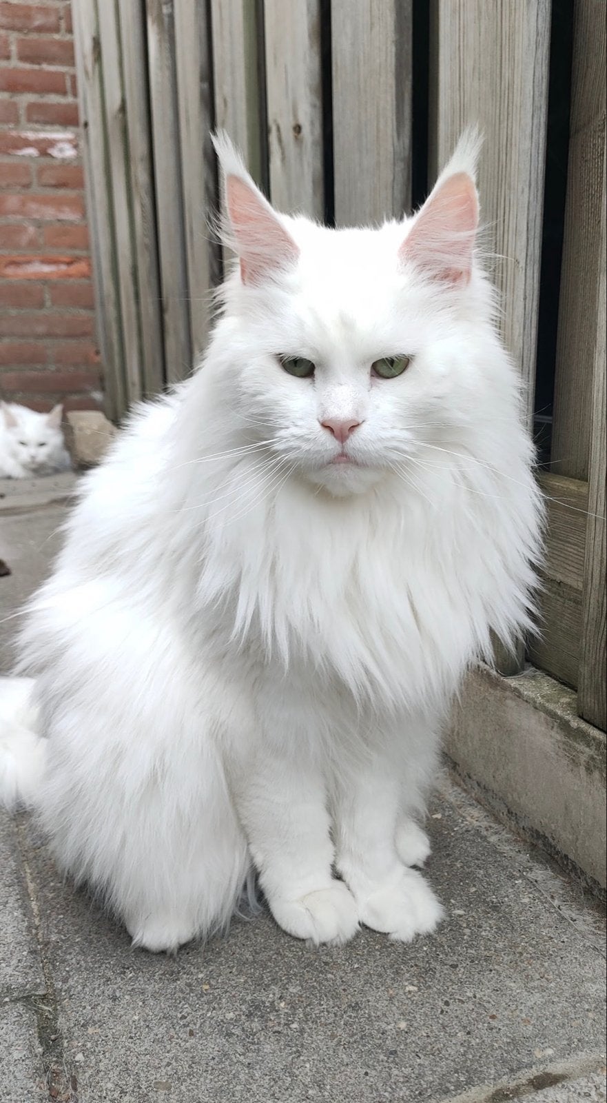 Witte Maine Coon poes van 5 jaar zoekt rustig thuis, Poes